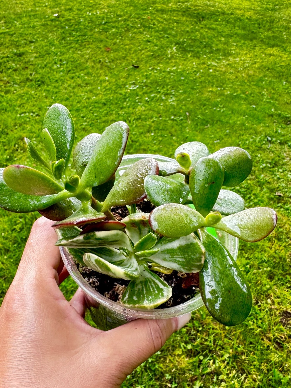 Green, Red, and Variegated Jade Succulent for Reptile Terrariums - Green